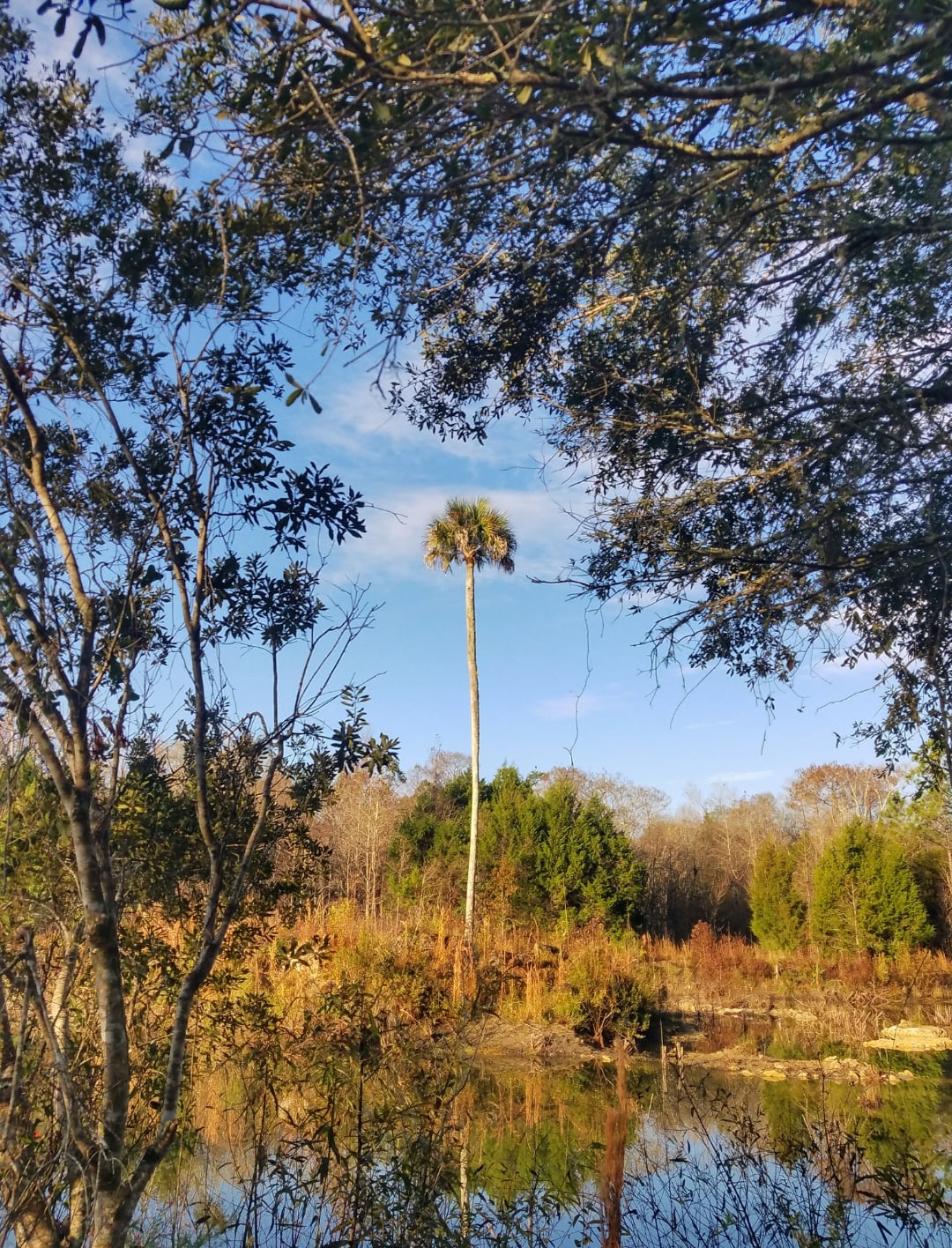Single palm tree overlooking a lake near Steinhatchee 