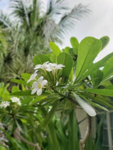 This Key West Hidden Oasis Boutique Inn has Lush Grounds, 3 pools, a
